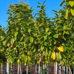 Vavrínovec lekársky (Prunus laurocerasus) ´NOVITA´ - výška 270-290 cm, obvod kmeňa 6/8 cm, kont. C20L/ C30L  (-22°C) NA KMIENKU